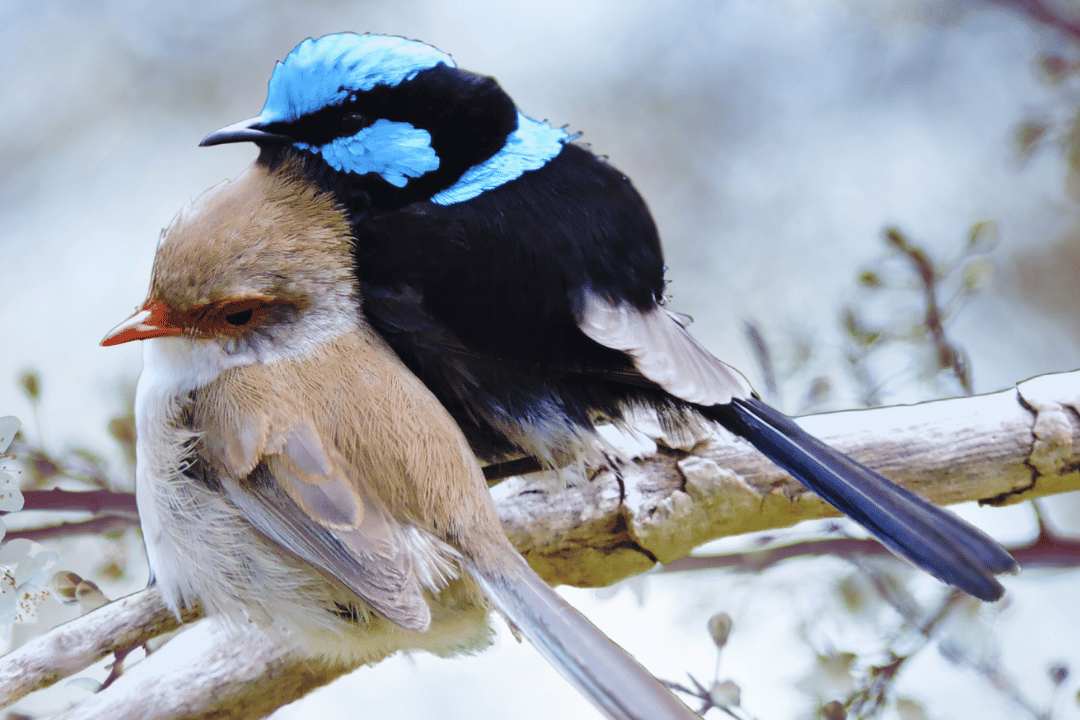 1-10-edited Songbirds in Peril: Conservation Efforts to Protect Our Feathered Singers.