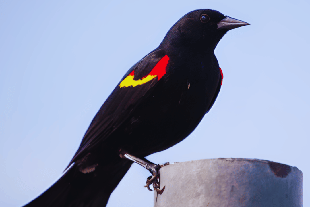 1-12-edited Seasonal Visitors: Migratory Songbirds You Can See in Your Area