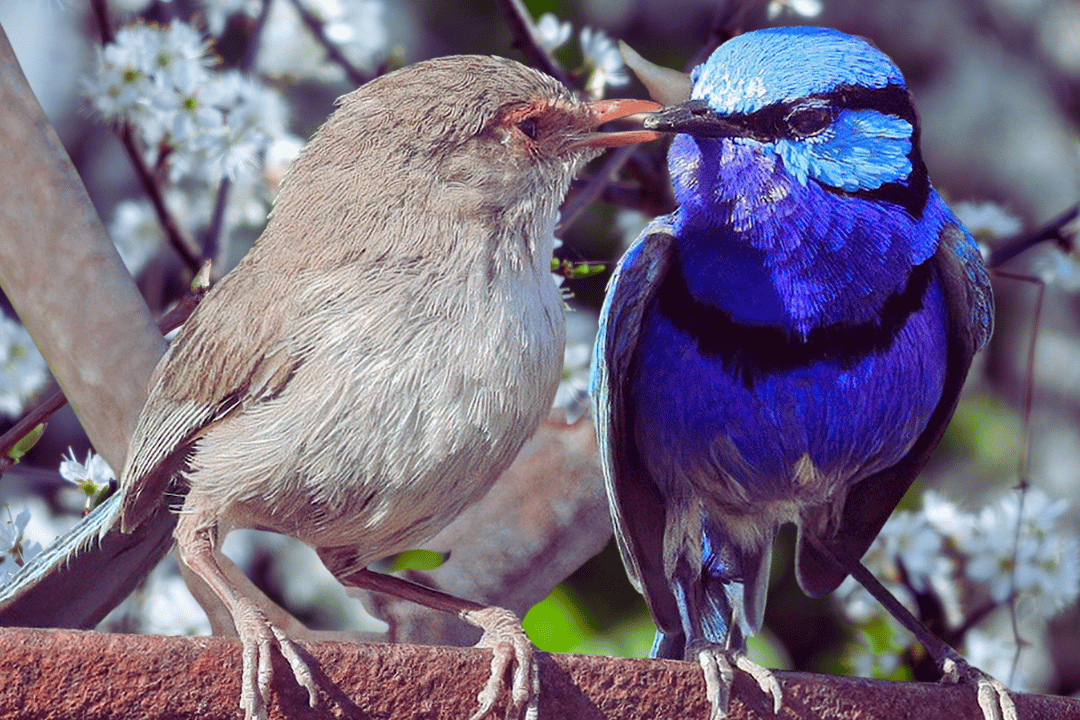 1-15-edited Songbird Behavior: Decoding Their Unique Social Interactions.