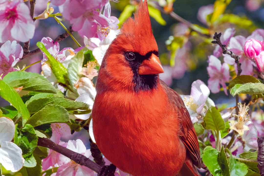 1-19-edited Native Songbirds of North America: A Comprehensive List.