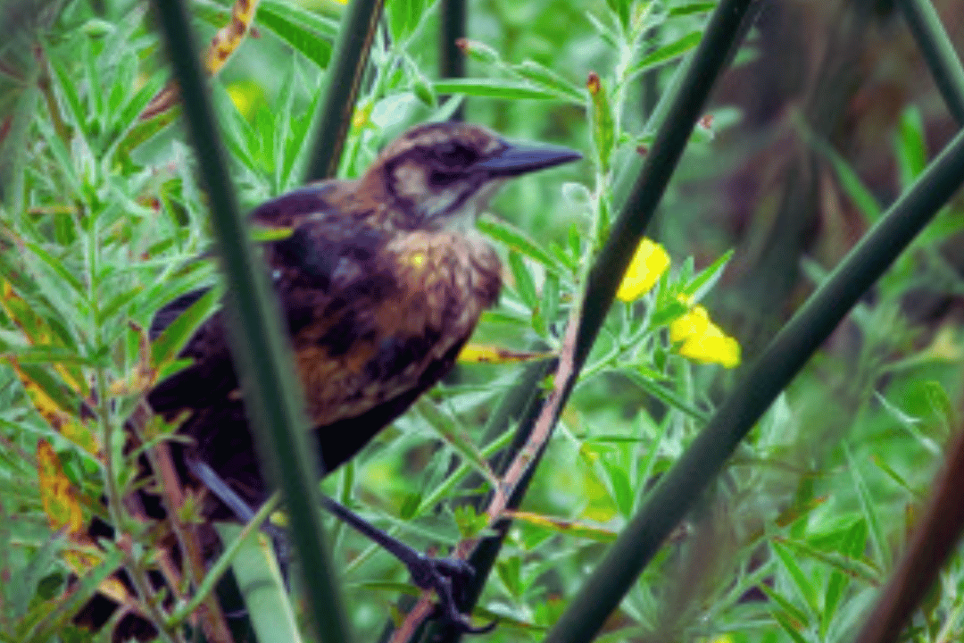 1-22-edited The Role of Songbirds in Ecosystem Balance and Biodiversity.