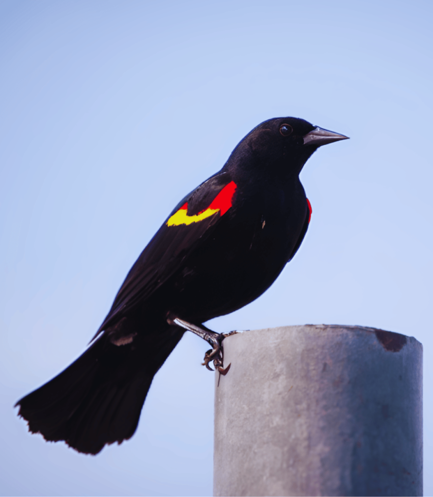 1-3-892x1024 "Top 10 Most Beautiful Songbirds to Spot in Your Backyard"