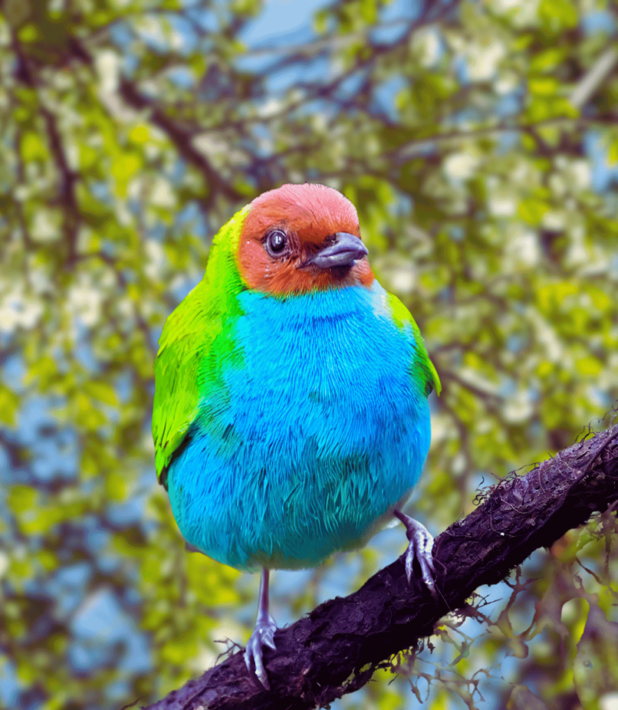 1-32-892x1024 The Ultimate Guide to Bird Feeding: Tips for Attracting Wild Birds to Your Garden.