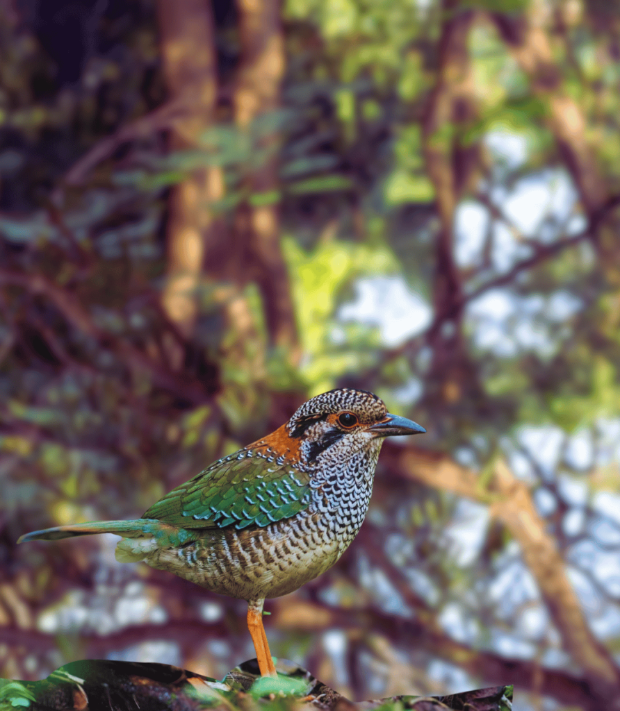 1-33-892x1024 The Ultimate Guide to Bird Feeding: Tips for Attracting Wild Birds to Your Garden.