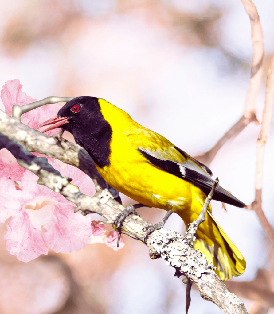 1-37-892x1024 How to Choose the Best Bird Seed: A Comprehensive Feeding Guide