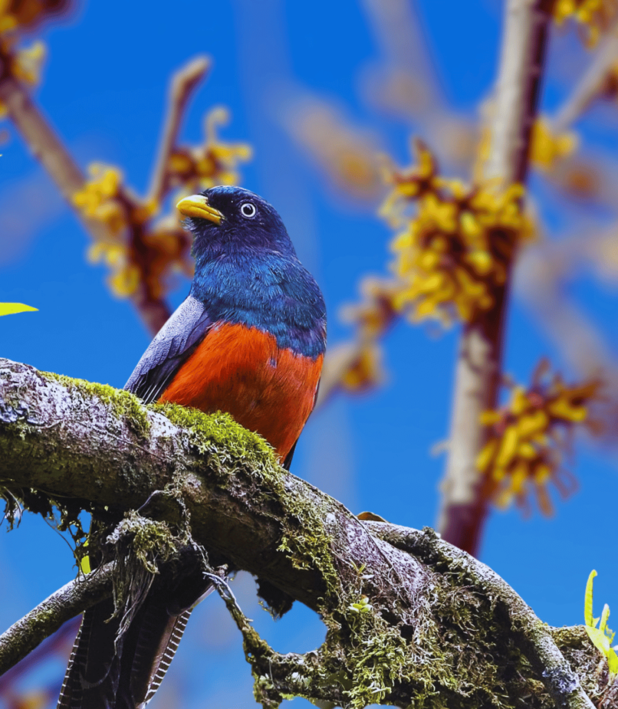 1-38-892x1024 Seasonal Bird Feeding Tips: What to Feed Birds in Spring, Summer, Fall, and Winter.