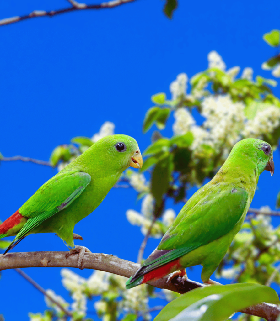 1-39-892x1024 Seasonal Bird Feeding Tips: What to Feed Birds in Spring, Summer, Fall, and Winter.