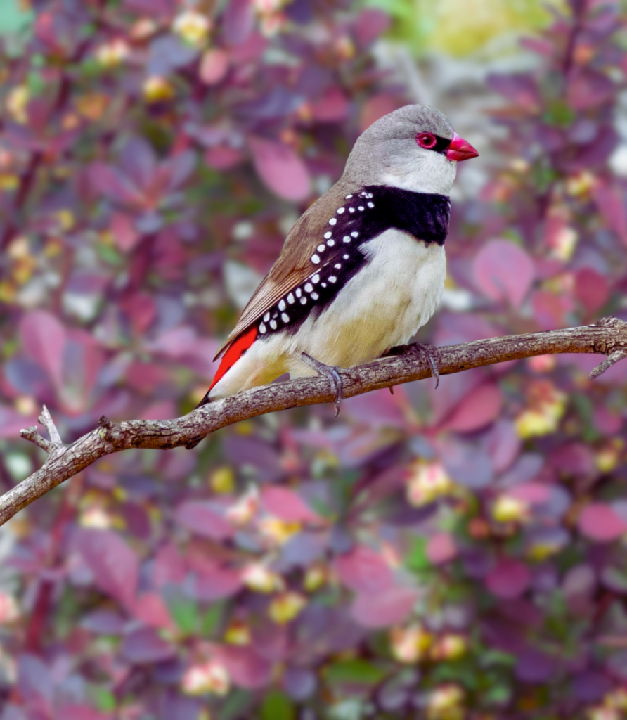 1-40-892x1024 DIY Bird Feeders: Easy Homemade Feeders to Attract Birds.