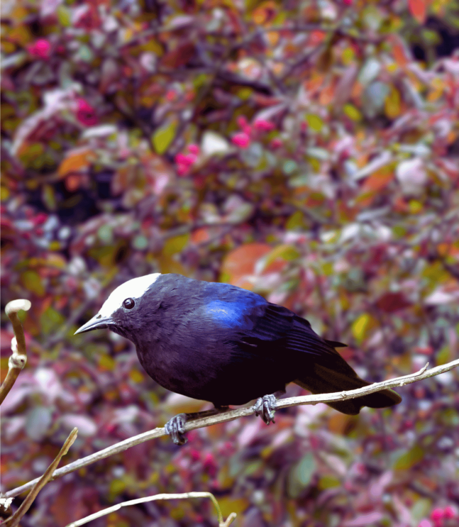 1-41-892x1024 DIY Bird Feeders: Easy Homemade Feeders to Attract Birds.