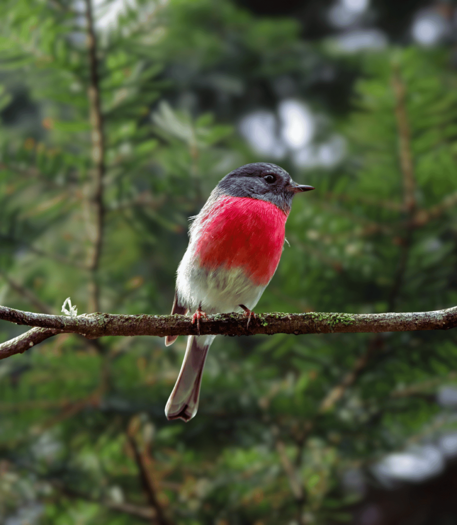 1-43-892x1024 The Benefits of Bird Feeding: Why and How to Start Feeding Birds Today.