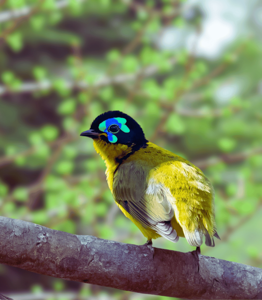 1-44-892x1024 How to Attract Specific Bird Species to Your Feeder: A Bird Feeding Guide.