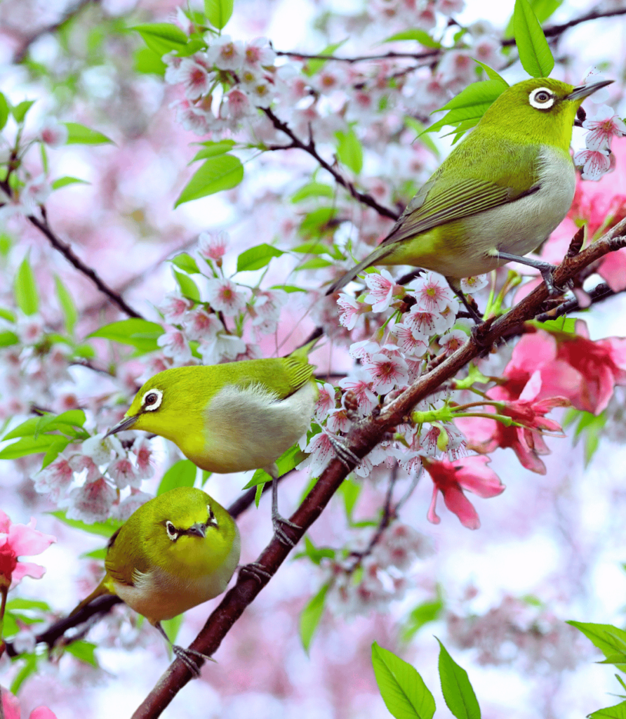 1-45-892x1024 How to Attract Specific Bird Species to Your Feeder: A Bird Feeding Guide.