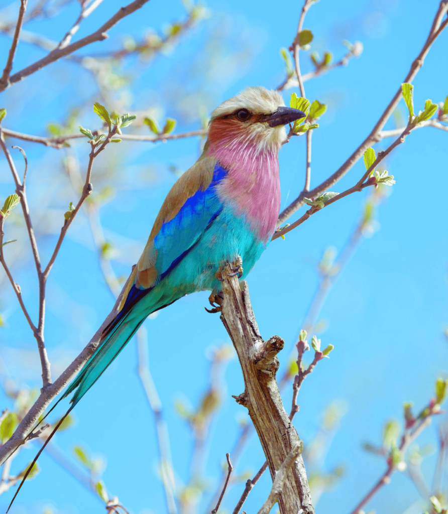 1-46-892x1024 Best Practices for Safe and Healthy Bird Feeding.