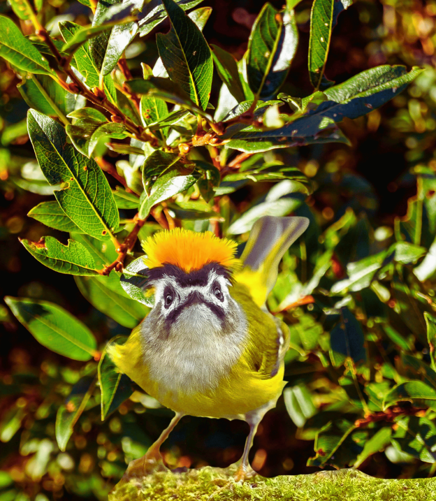 1-48-892x1024 How to Create a Bird-Friendly Garden: Feeding Tips and Tricks.