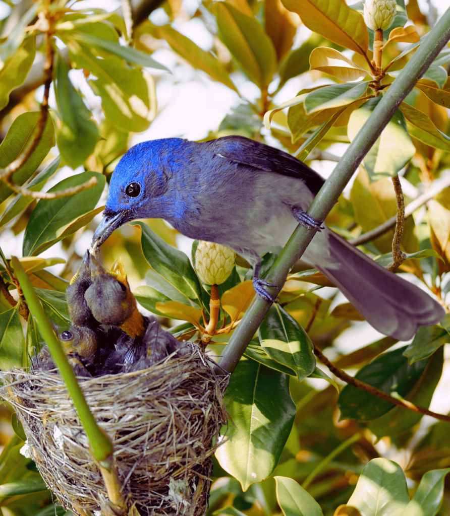 1-49-892x1024 How to Create a Bird-Friendly Garden: Feeding Tips and Tricks.