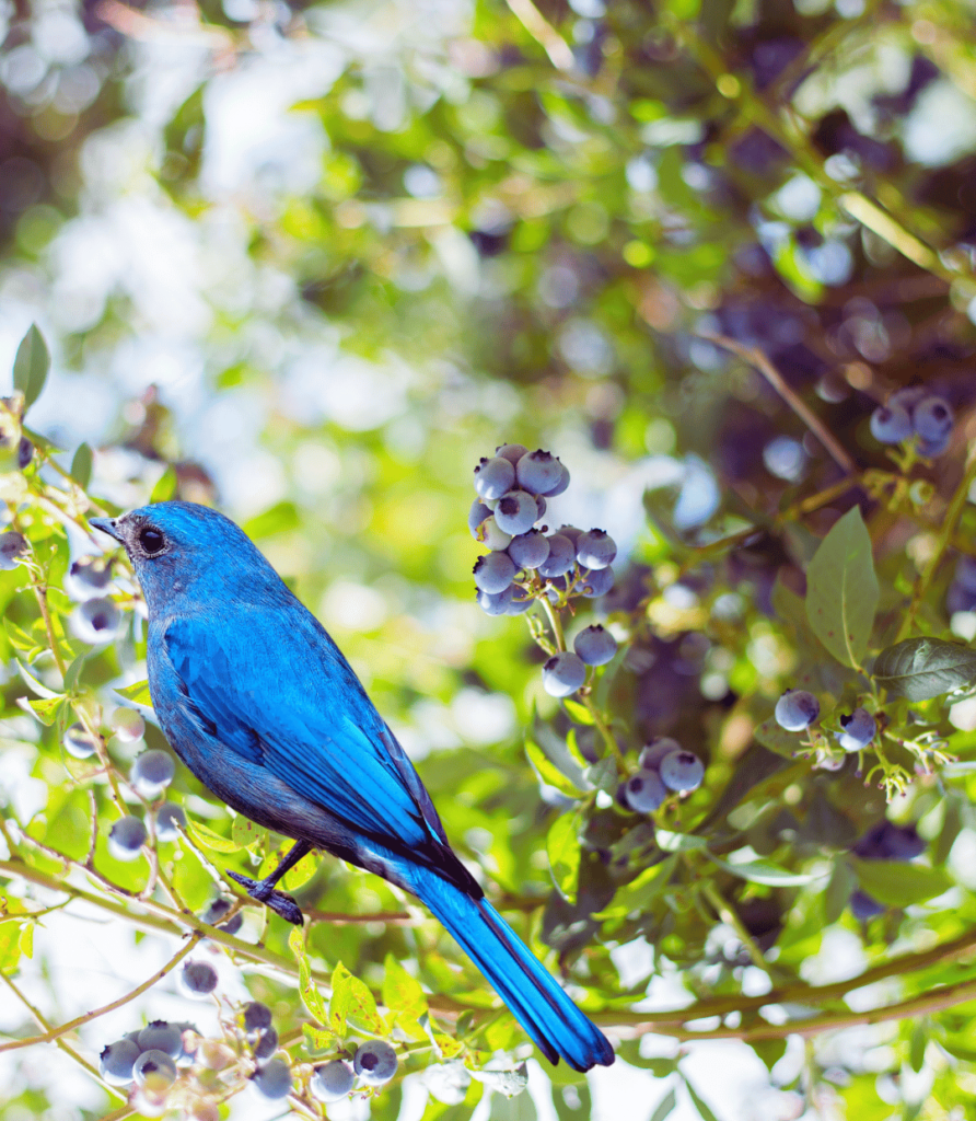 1-50-892x1024 Common Bird Feeding Mistakes and How to Avoid Them.