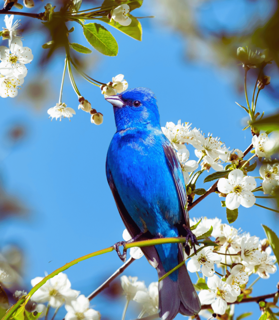 1-52-892x1024 Common Bird Feeding Mistakes and How to Avoid Them.