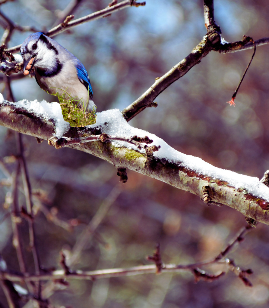 1-6-892x1024 "Top 10 Most Beautiful Songbirds to Spot in Your Backyard"