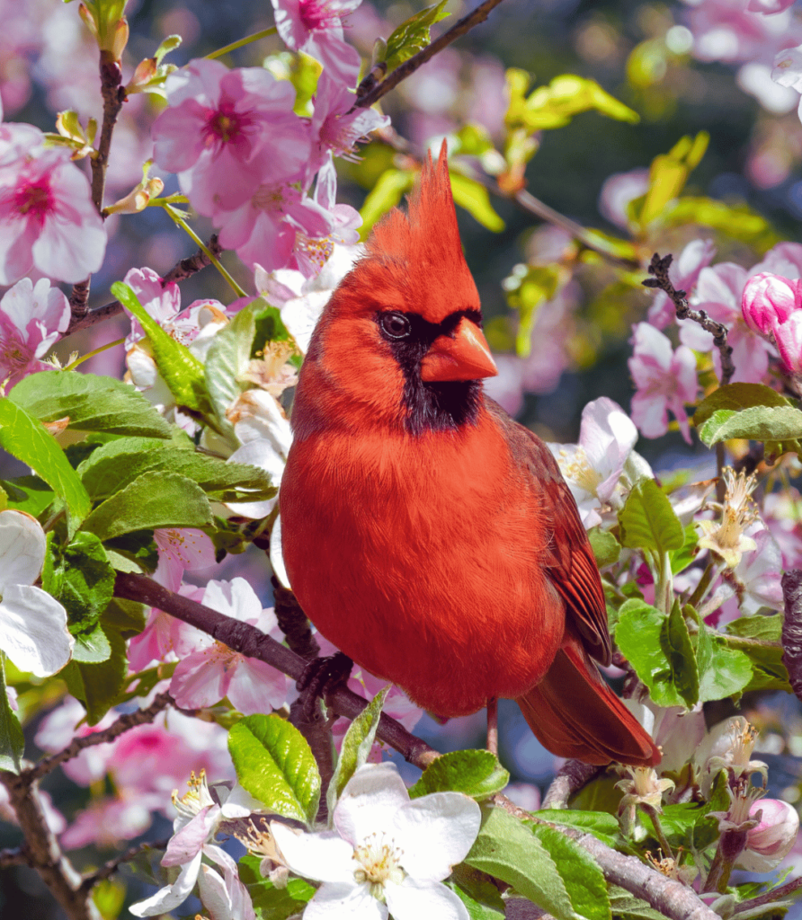 1-892x1024 "Top 10 Most Beautiful Songbirds to Spot in Your Backyard"