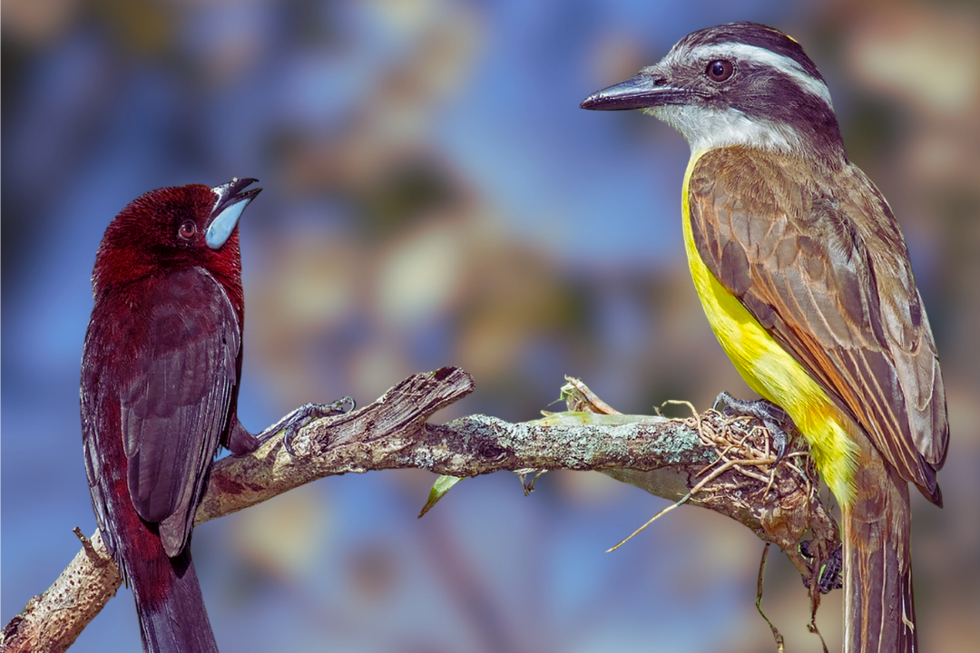 170-edited Understanding Bird Illness: How to Spot the Early Warning Signs