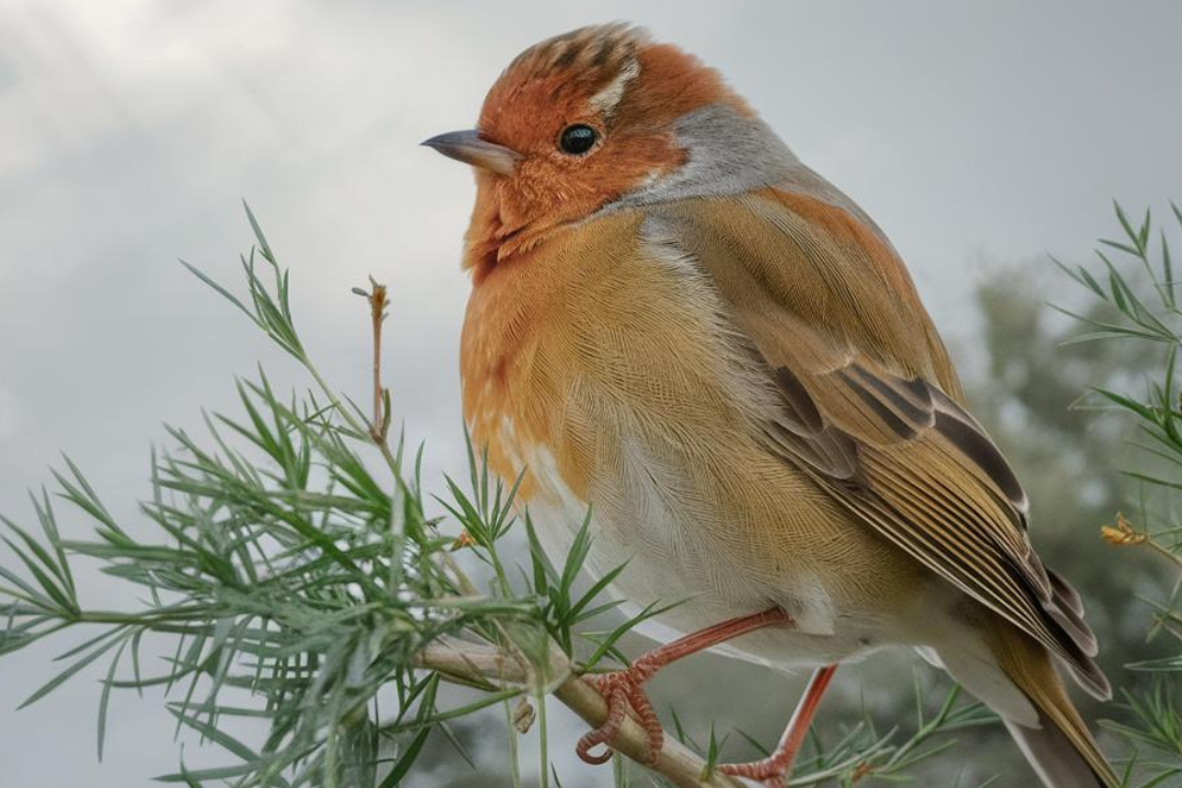 97-edited Understanding Bird Behavior: A Guide to Common Bird Actions and What They Mean