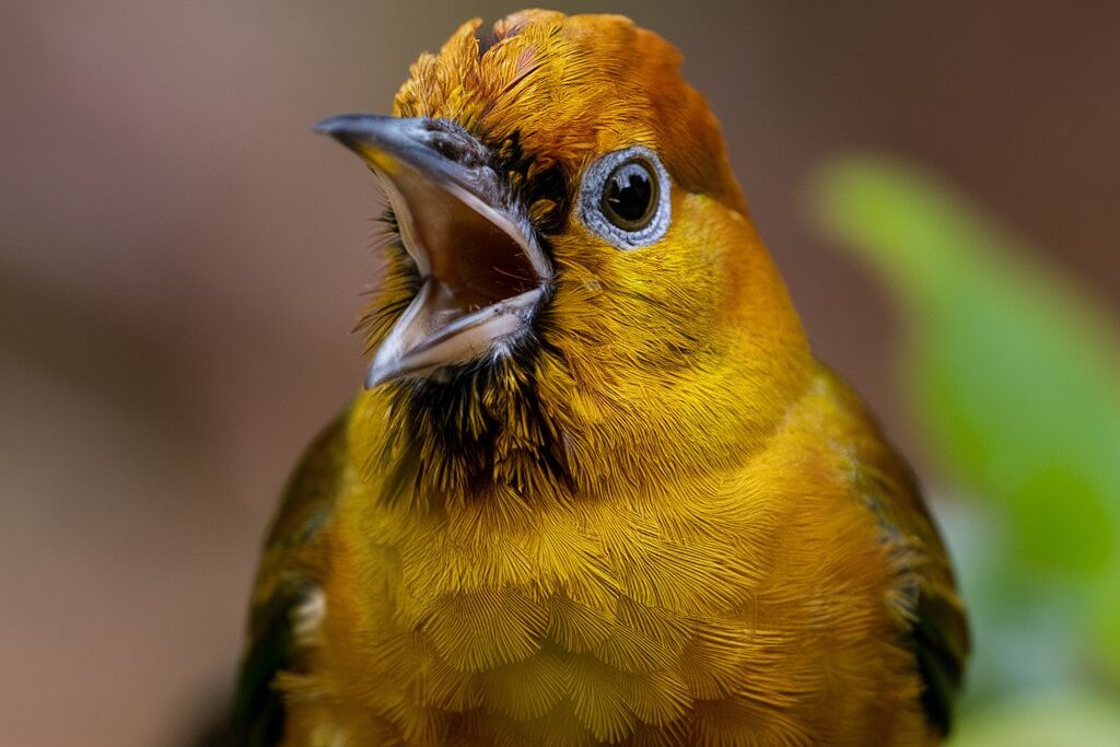 Burnished-buff-Tanager4-2-edited Bird Health Checklist: What Every Bird Owner Should Know