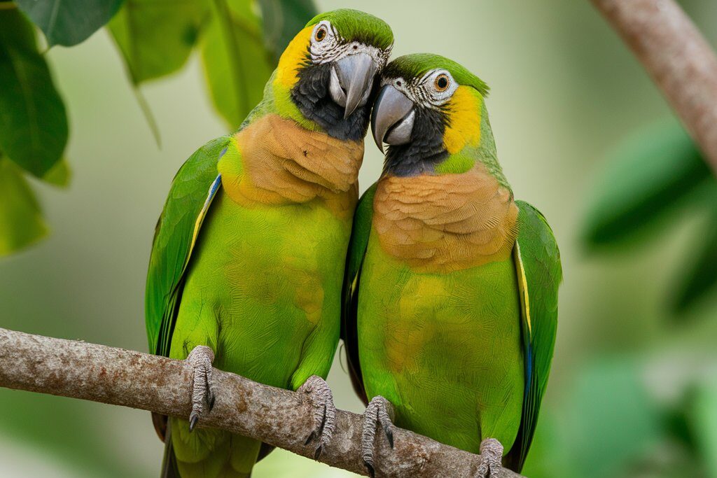 Double-eyed-Fig-Parrot-edited Bird Mating Rituals Explained: How Birds Choose Their Mates