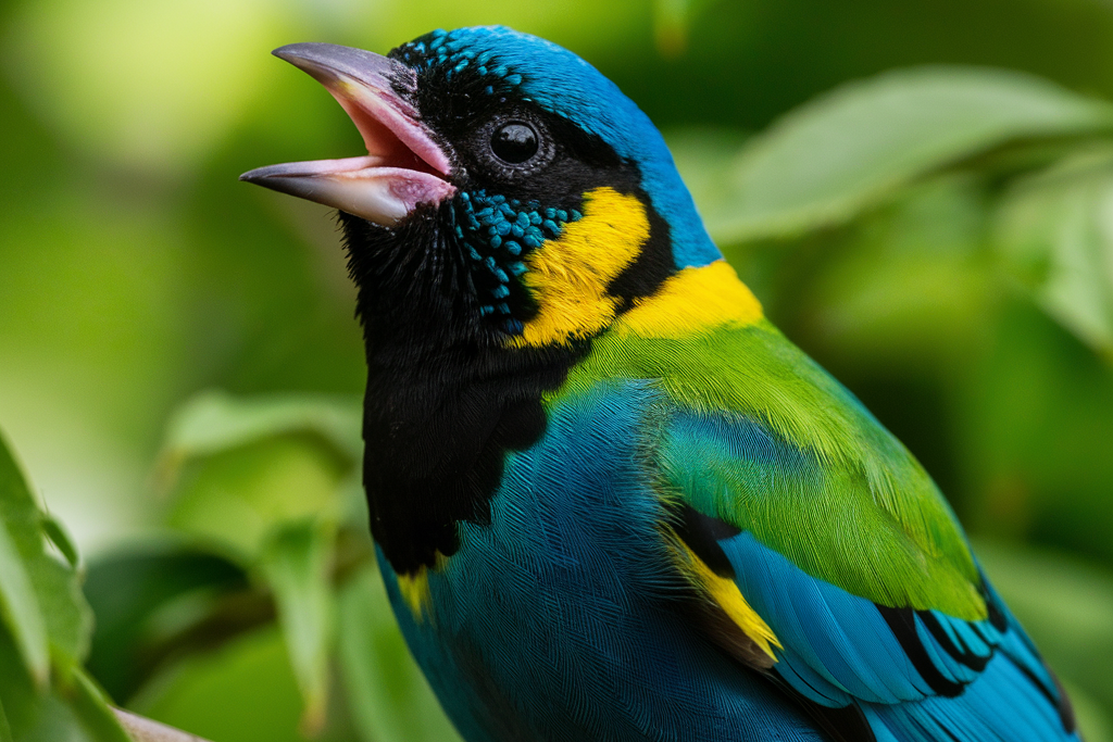 Paradise-tanager-edited Why Do Birds Sing? Exploring the Fascinating World of Bird Communication