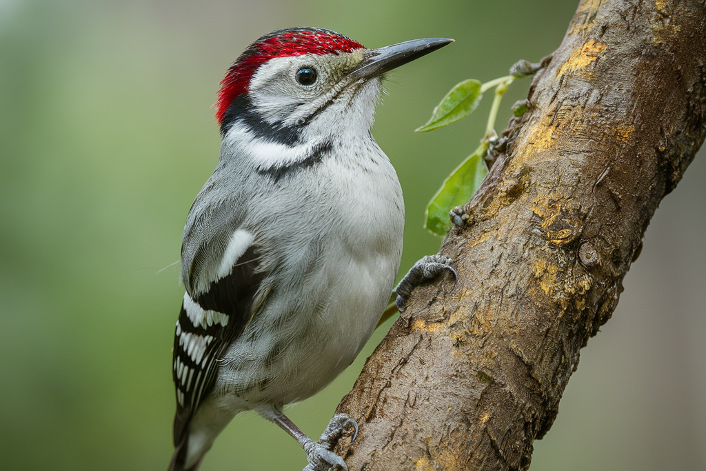 Paramythia-or-Crested-Berrypecker-edited Healthy Bird Care: Tips to Prevent Illness and Keep Your Bird Thriving