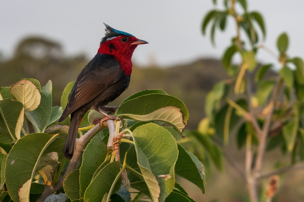 Red-backed-Fairywren1-edited-2 Why Birds Migrate: The Science Behind Bird Migration Patterns